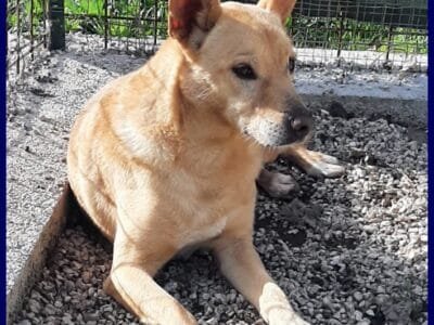 EDDY simil pinsher rinuncia di proprieta