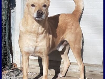 EDDY simil pinsher rinuncia di proprieta