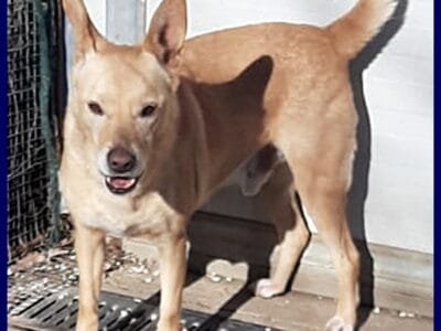 EDDY simil pinsher rinuncia di proprieta