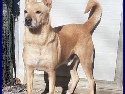 EDDY simil pinsher rinuncia di proprieta