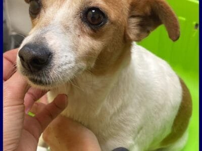 Jack Russell in adozione: Endora cerca una famiglia speciale!