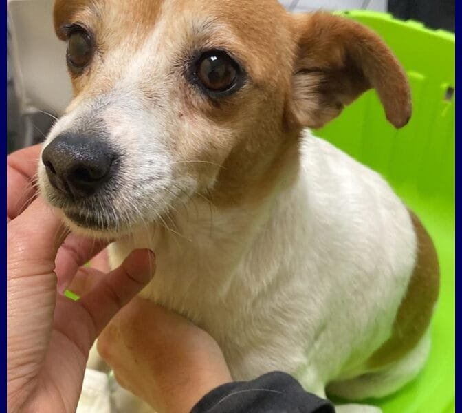 Jack Russell in adozione: Endora cerca una famiglia speciale!