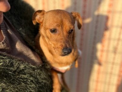 GIGINO dolce cagnolino taglia mini cerca casa - 2 anni e 3 zampette :)