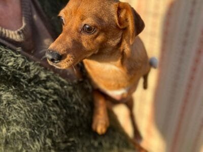 GIGINO dolce cagnolino taglia mini cerca casa - 2 anni e 3 zampette :)