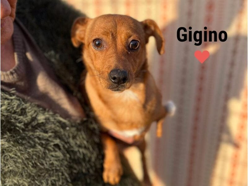 GIGINO dolce cagnolino taglia mini cerca casa - 2 anni e 3 zampette :)