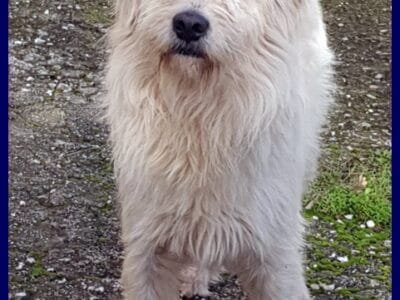 GRINGO simil terrierino vive in strada esposto ai pericoli