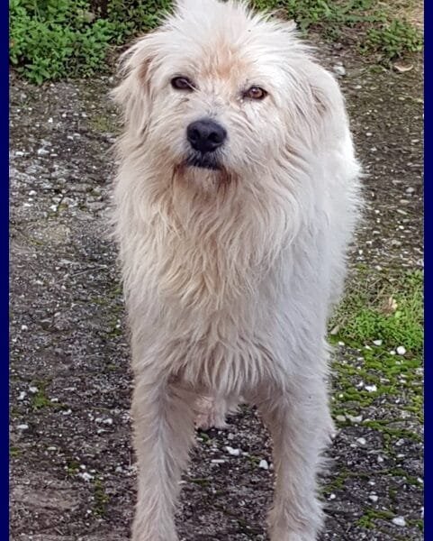 GRINGO simil terrierino vive in strada esposto ai pericoli