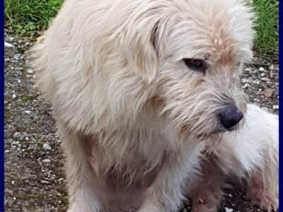 GRINGO simil terrierino vive in strada esposto ai pericoli