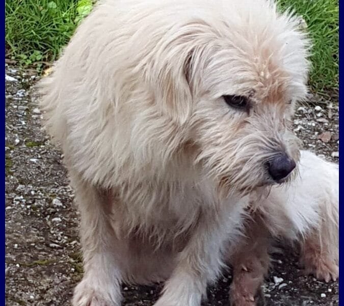 GRINGO simil terrierino vive in strada esposto ai pericoli