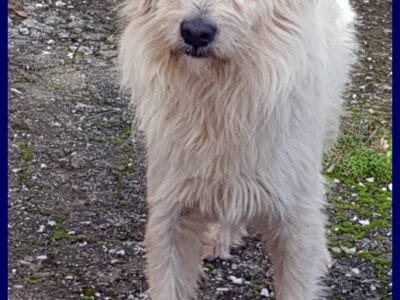 GRINGO simil terrierino vive in strada esposto ai pericoli