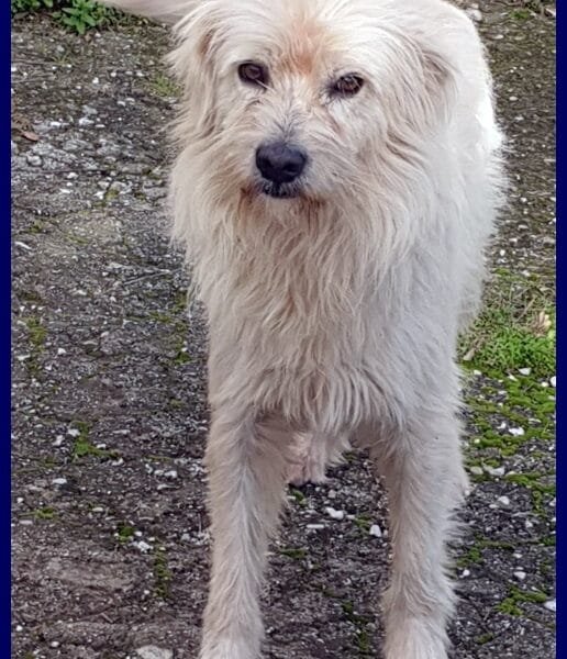 GRINGO simil terrierino vive in strada esposto ai pericoli