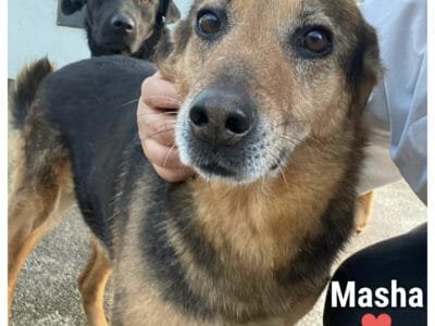 Masha dolcissima cagnolina 7 anni cerca casa - da troppo tempo in canile