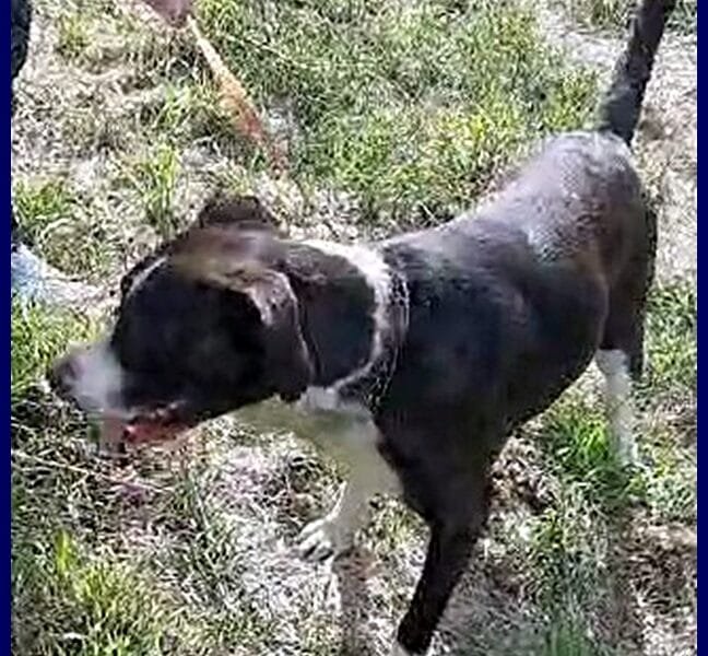 NANA' simil pitbullina scaraventata da un'auto in corsa