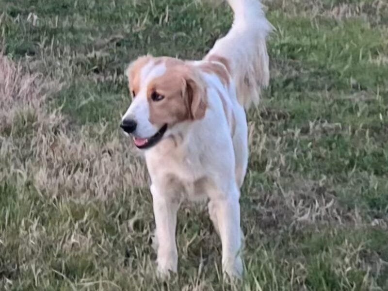 OLAF cagnolino 2 anni simpatico e buono cerca casa