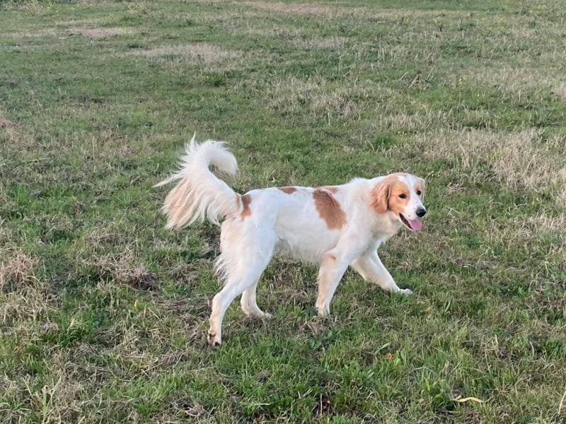 OLAF cagnolino 2 anni simpatico e buono cerca casa