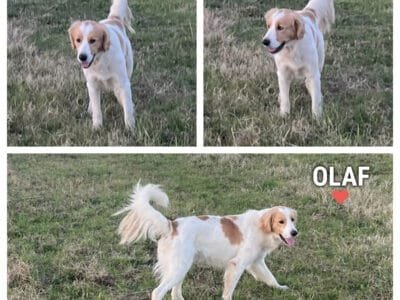 OLAF cagnolino 2 anni simpatico e buono cerca casa