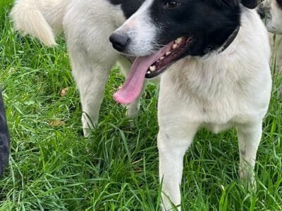 PACO 2 anni cerca casa - vive in canile da quando era un cucciolotetto