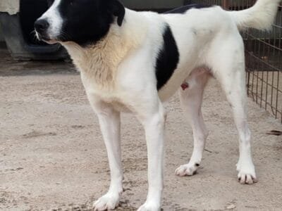 PACO 2 anni cerca casa - vive in canile da quando era un cucciolotetto