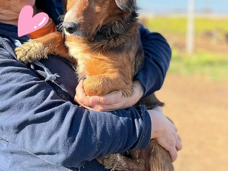 PLINIO cagnolino dolce ed allegro taglia piccola cerca casa