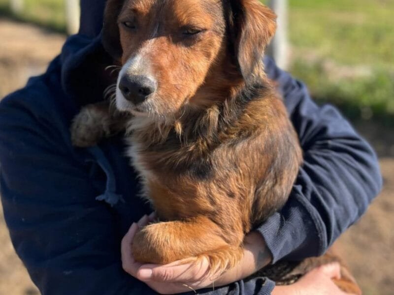 PLINIO cagnolino dolce ed allegro taglia piccola cerca casa