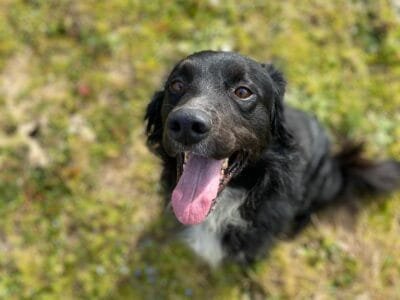 PRINCE bellissimo cagnolino 7 anni cerca casa!!!