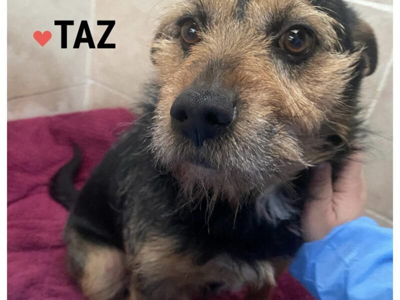 TAZ dolce e simpatico incrocio spinoncino cerca casa - 6 anni