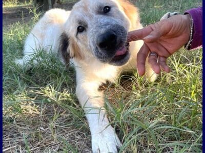 VICTORIA meravigliosa cucciolona non ha ancora trovato una mamma