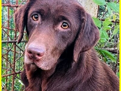 KUBRA labrador chocolate cieca e spaventata