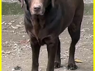 KUBRA labrador chocolate cieca e spaventata