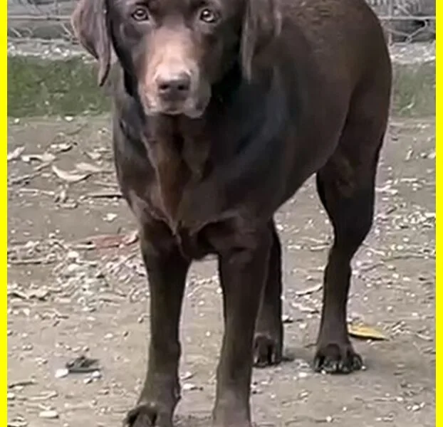 KUBRA labrador chocolate cieca e spaventata