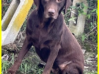 KUBRA labrador chocolate cieca e spaventata