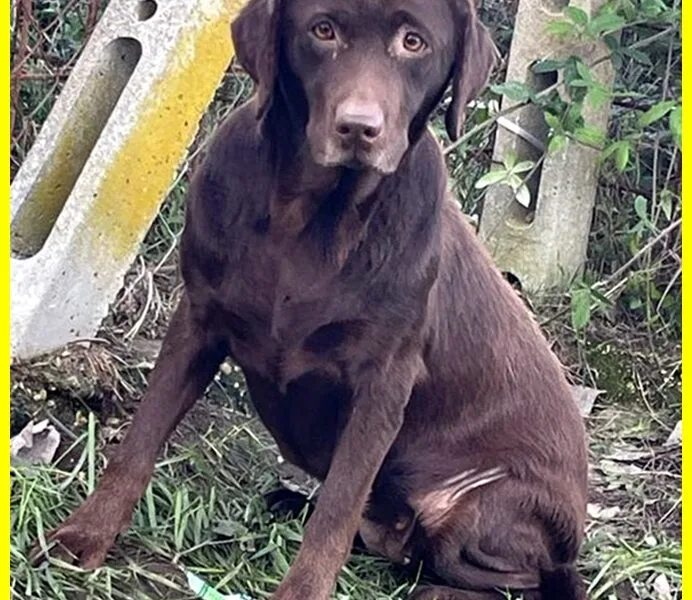 KUBRA labrador chocolate cieca e spaventata