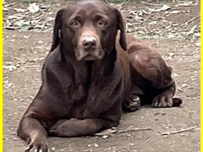 KUBRA labrador chocolate cieca e spaventata