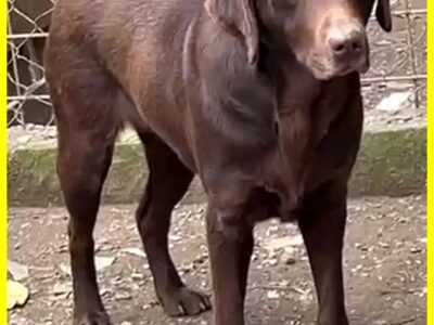 KUBRA labrador chocolate cieca e spaventata