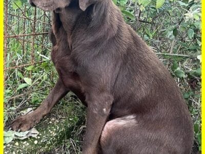KUBRA labrador chocolate cieca e spaventata