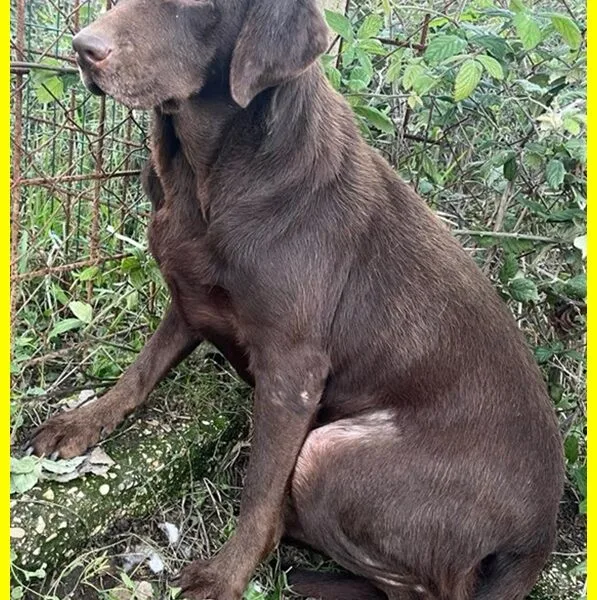 KUBRA labrador chocolate cieca e spaventata