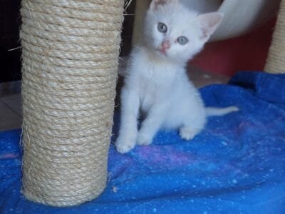 Teo, micino dolcissimo aspetta una famiglia