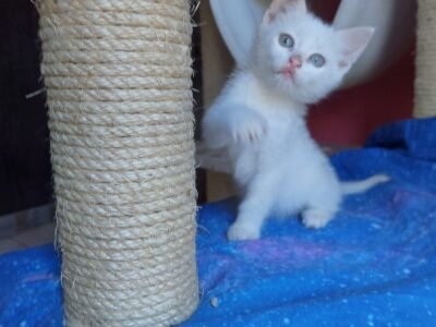 Teo, micino dolcissimo aspetta una famiglia