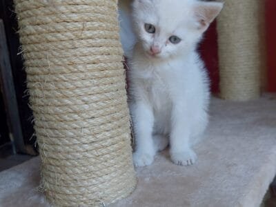 Teo, micino dolcissimo aspetta una famiglia