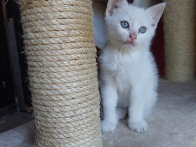 Teo, micino dolcissimo aspetta una famiglia