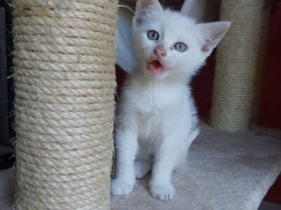 Teo, micino dolcissimo aspetta una famiglia